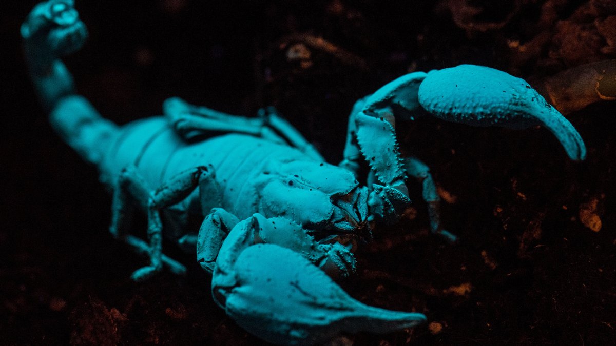 Skorpion (Pandinus Imperator) unter UV-Licht