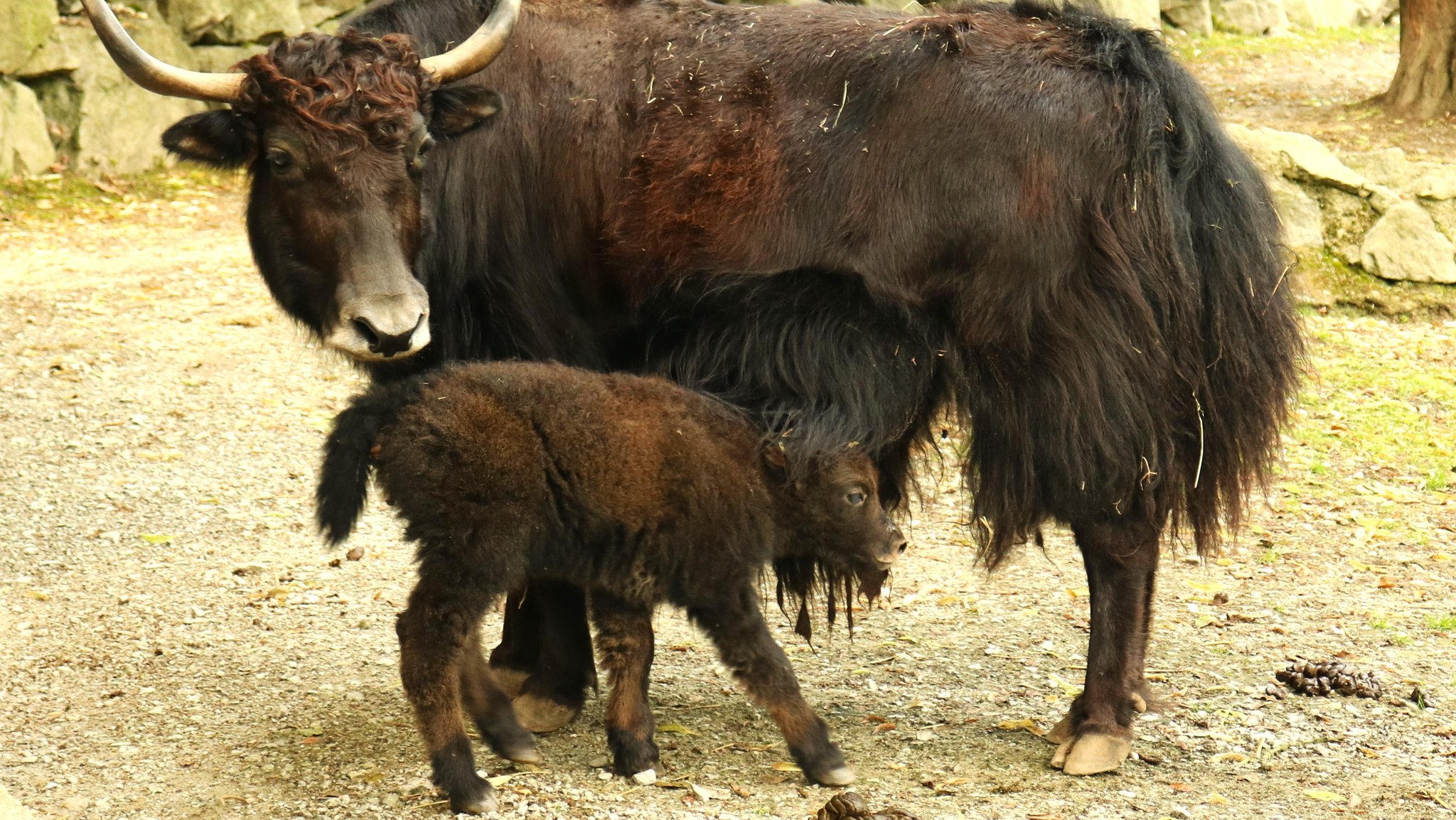 Das noch namenlose Yak-Kalb mit seiner Mutter Lian