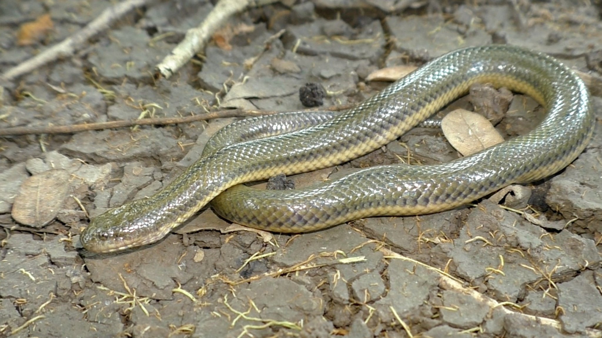 Myanophis thanlyiensis