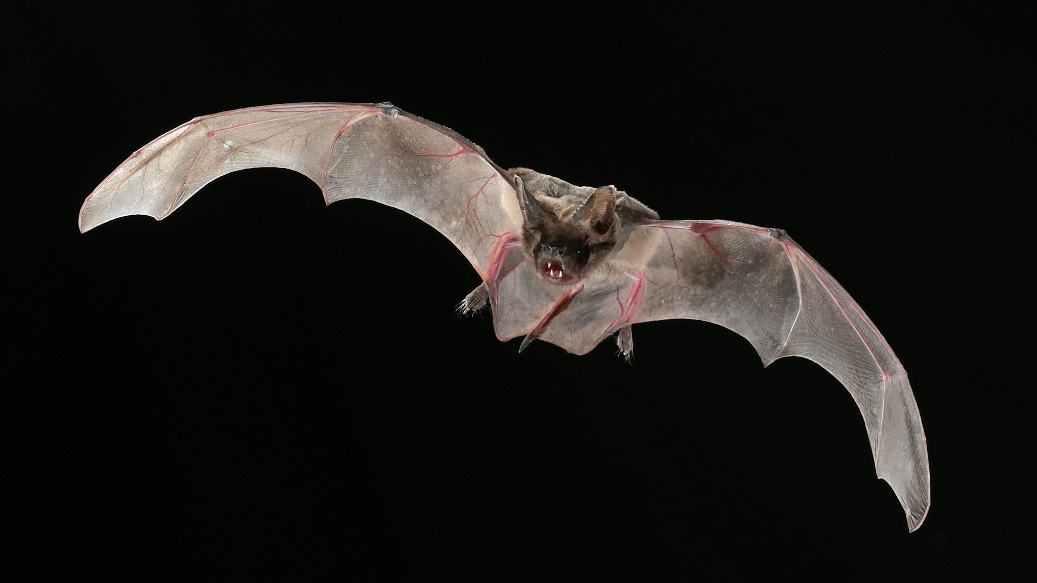 Eine Bulldog-Fledermaus im Flug. | Bild: Christian Dietz Eine Bulldog-Fledermaus im Flug.