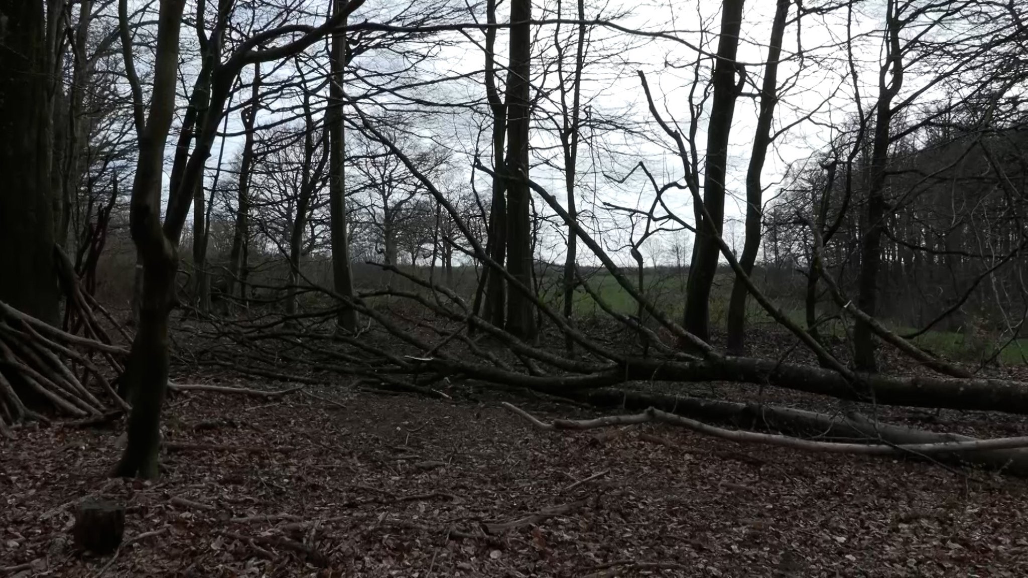 Ein umgestürzter Baum in einem Wald