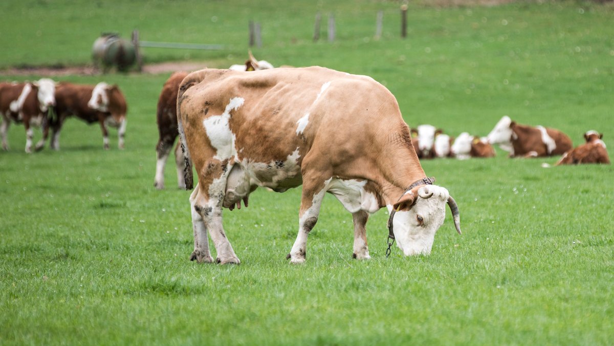 Keine Ausnahmen mehr: Bio-Rinder müssen auf die Weide