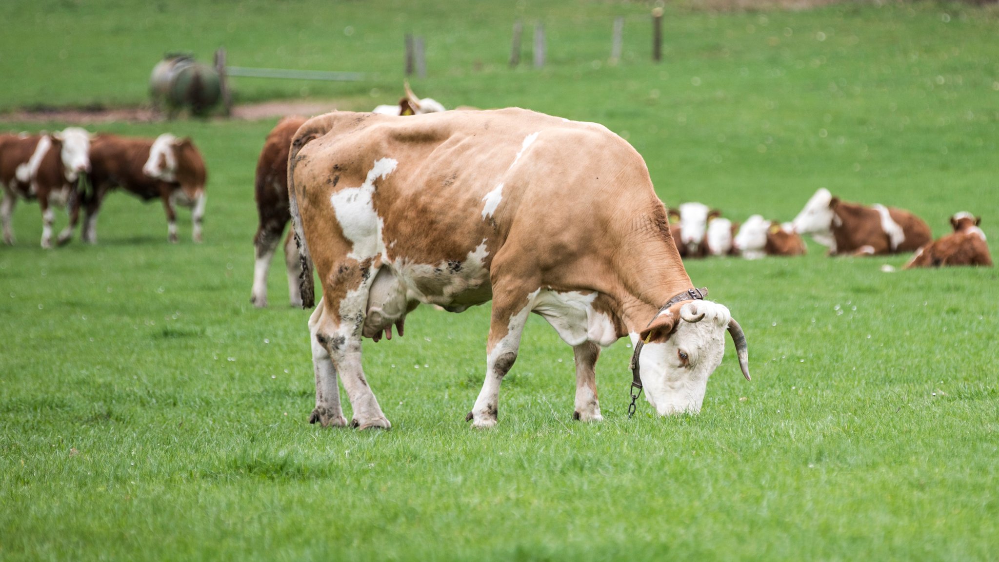 Keine Ausnahmen mehr: Bio-Rinder müssen auf die Weide