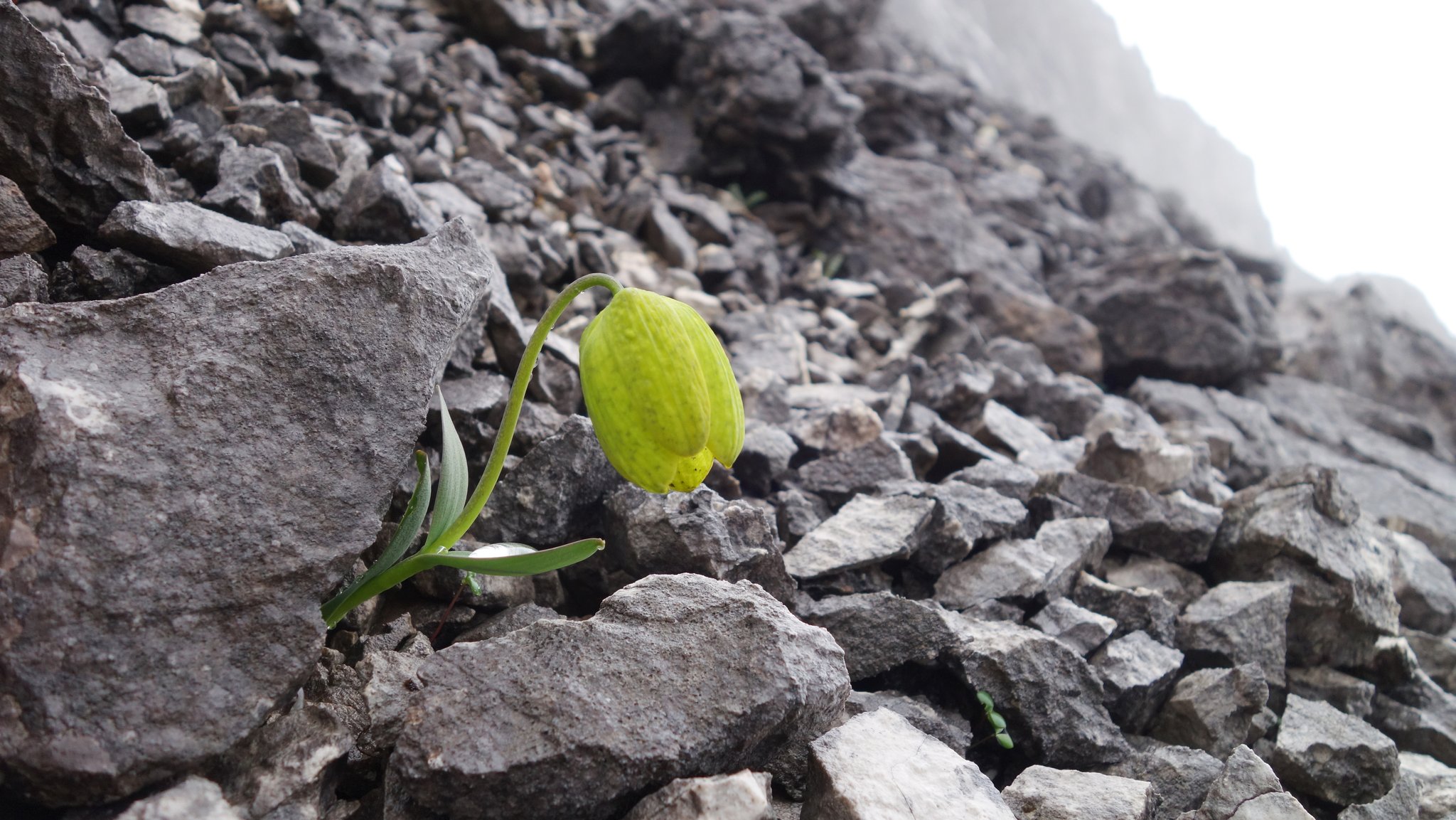 Eine klassisch grünliche Blüte der Fritillaria delavayi im Schottgestein bietet wenig Tarnung. Da die Pflanze in der chinesischen Medizin beliebt ist, wird sie so leicht Opfer humaner Ernte.