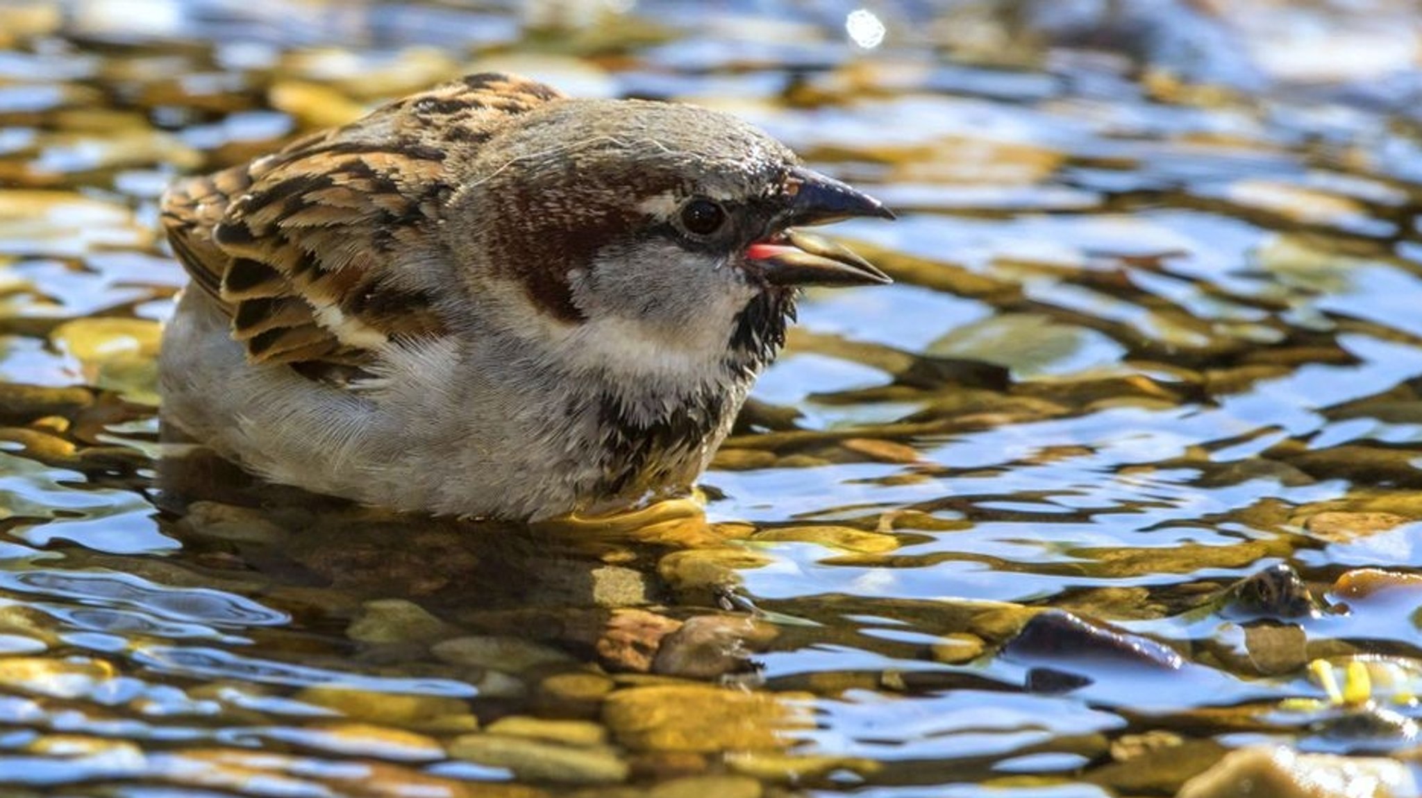 Ob Haussperling (Foto), Amsel oder Star - in den vergangenen Jahrzehnten sind die Bestände am Bodensee drastisch zurückgegangen.