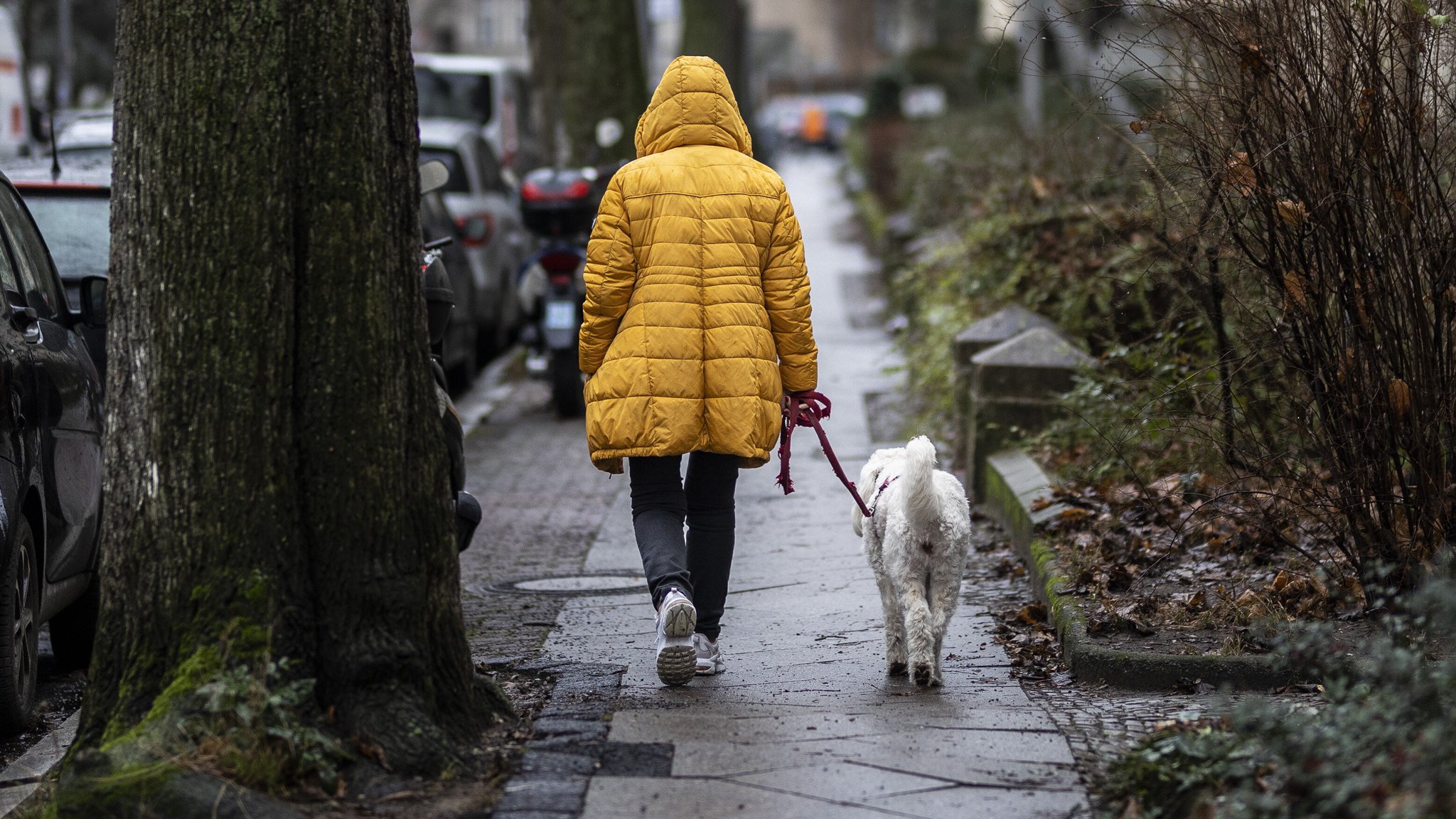 Bäume schützen – Wiener sollen beim Gassigang Urin wegspülen