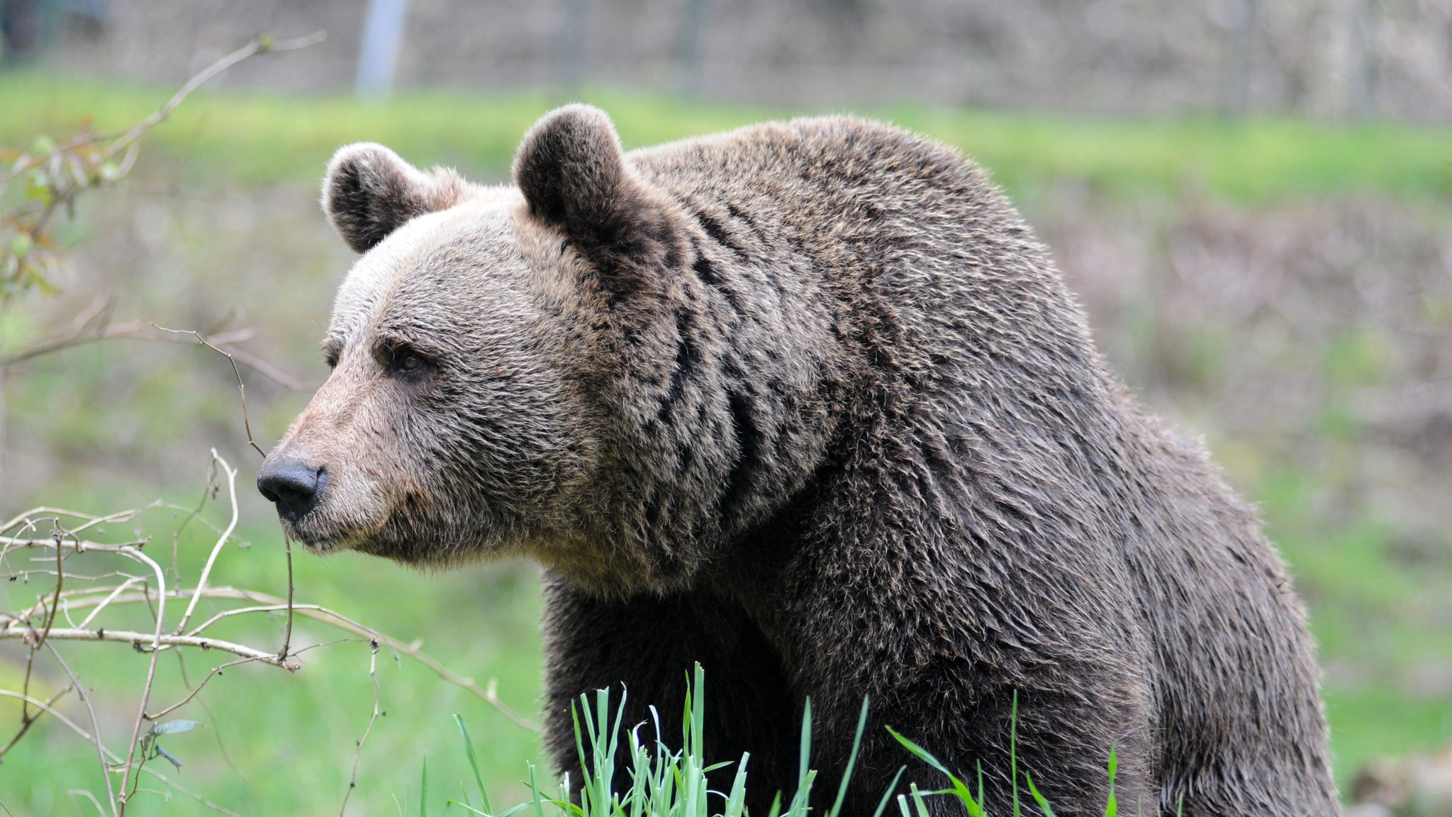 Bär (Symbolbild)