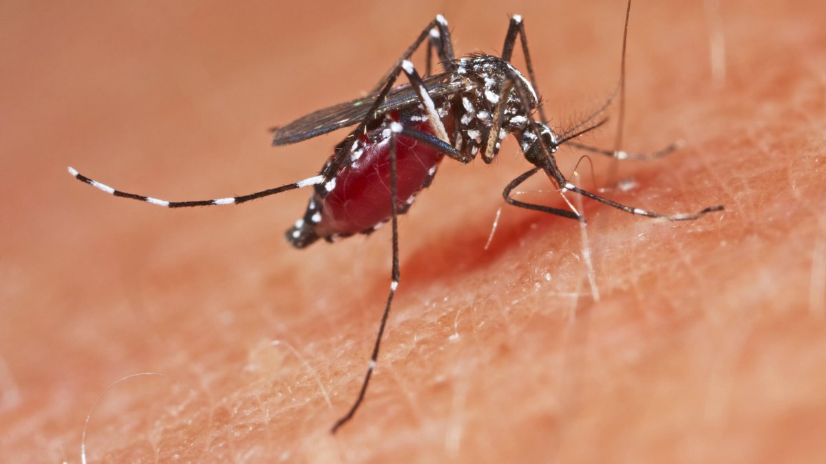 Mehr Dengue-Fieber in Bayern: Wie hoch ist die Infektionsgefahr?