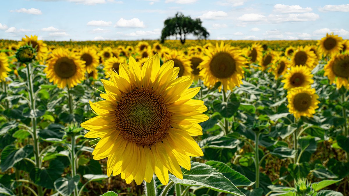 Sonnenblumenanbau in Bayern – ein Geschäft mit Zukunft?