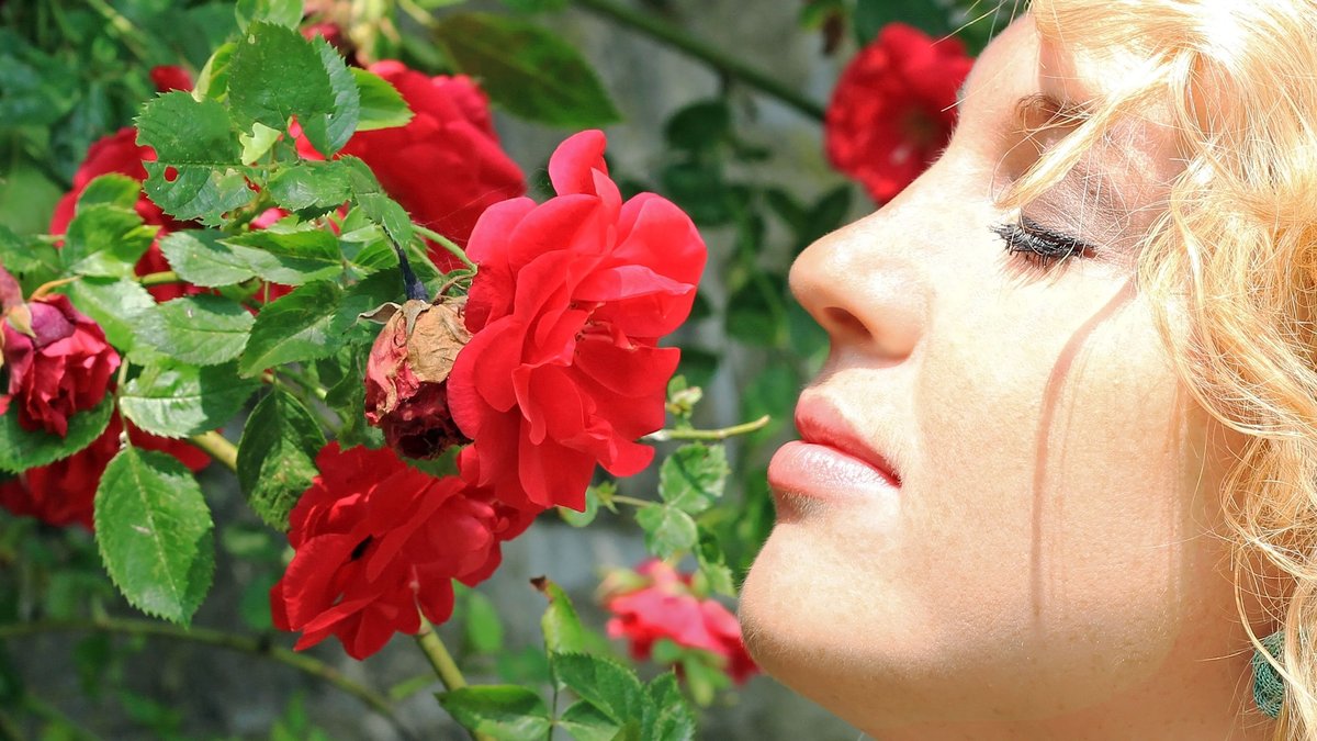 Eine Frau riecht an einer duftenden Rosenblüte: Mit SARS-CoV-2-Infizierte können offenbar einige Zeit nichts oder wenig riechen.