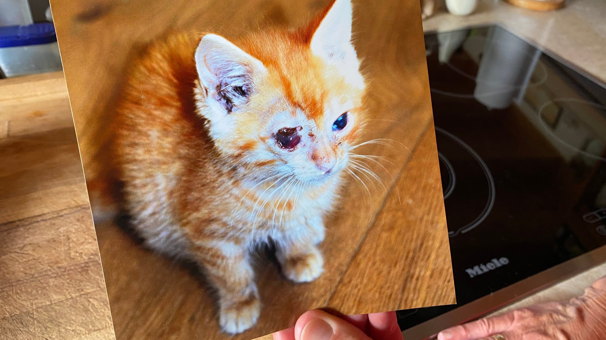 Gezeigt wird das Foto des Kätzchens "Pippilotta" mit einem entzündeten und tränenden Auge.