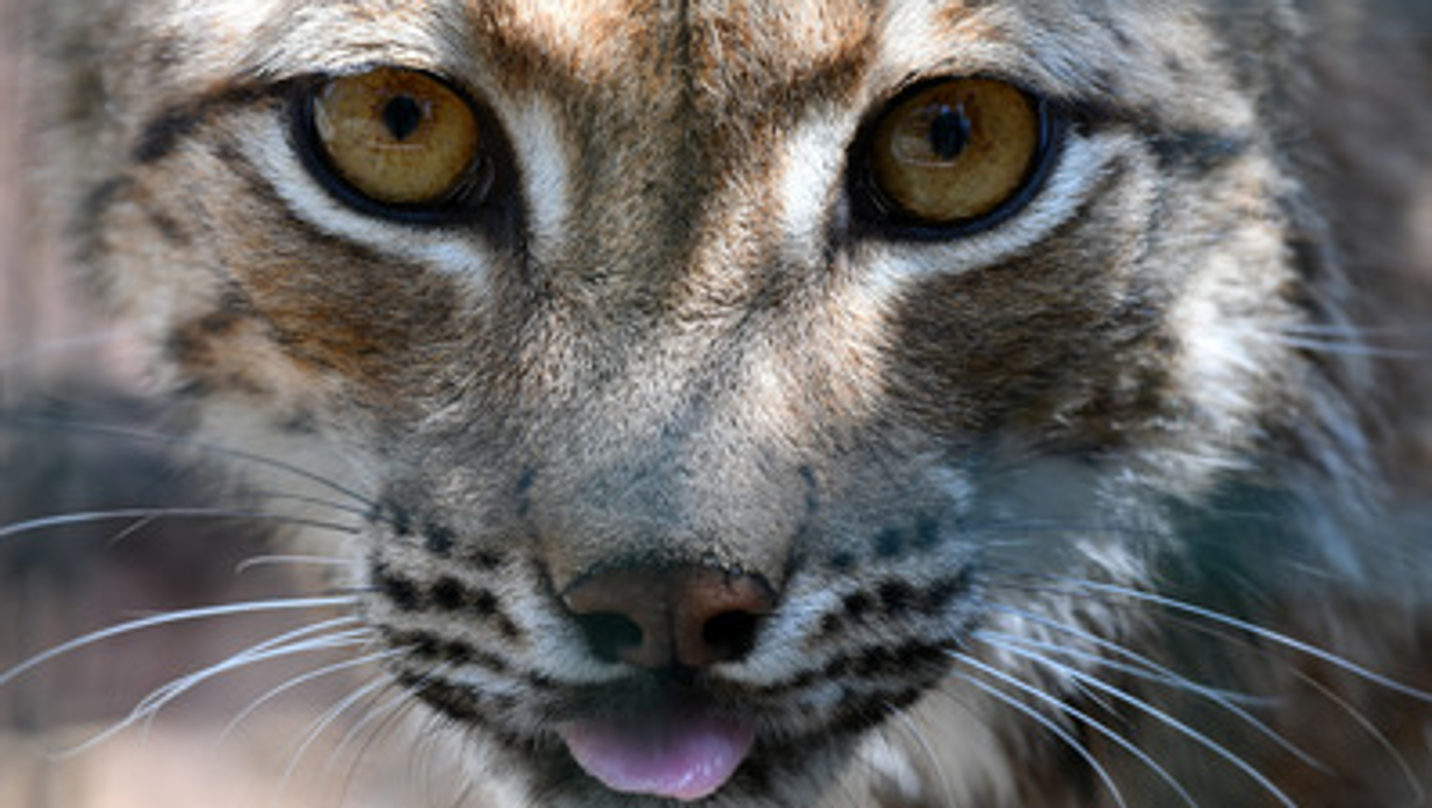 Totes Luchs-Weibchen wurde möglicherweise angeschossen