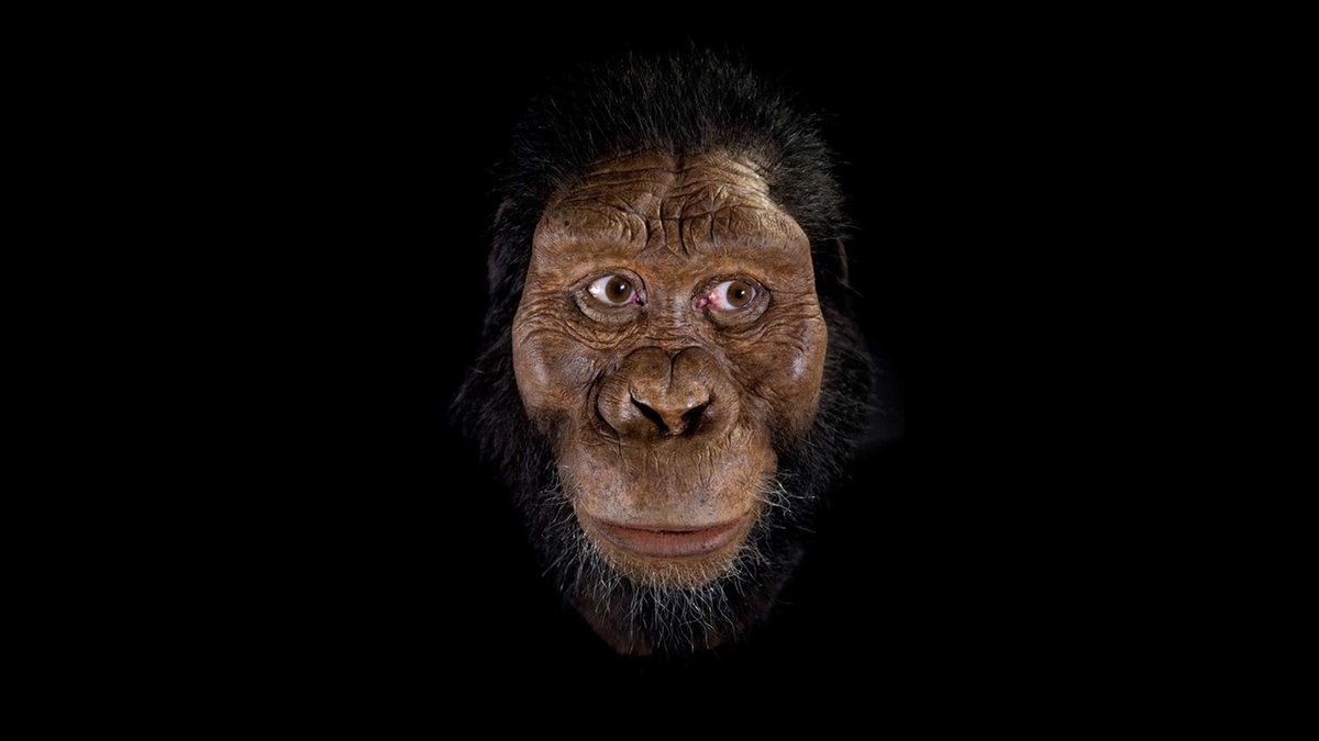 Vormensch Australopithecus: Ein Gesicht für Lucys Vorfahr 