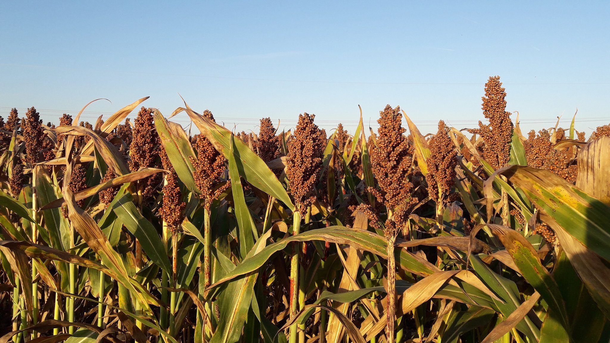 Körnerhirse vor der Ernte im Landkreis Kitzingen