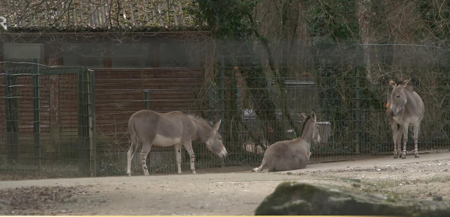 Ein Somali-Wildesel wälzt sich im Freigehege, während zwei andere Esel zuschauen