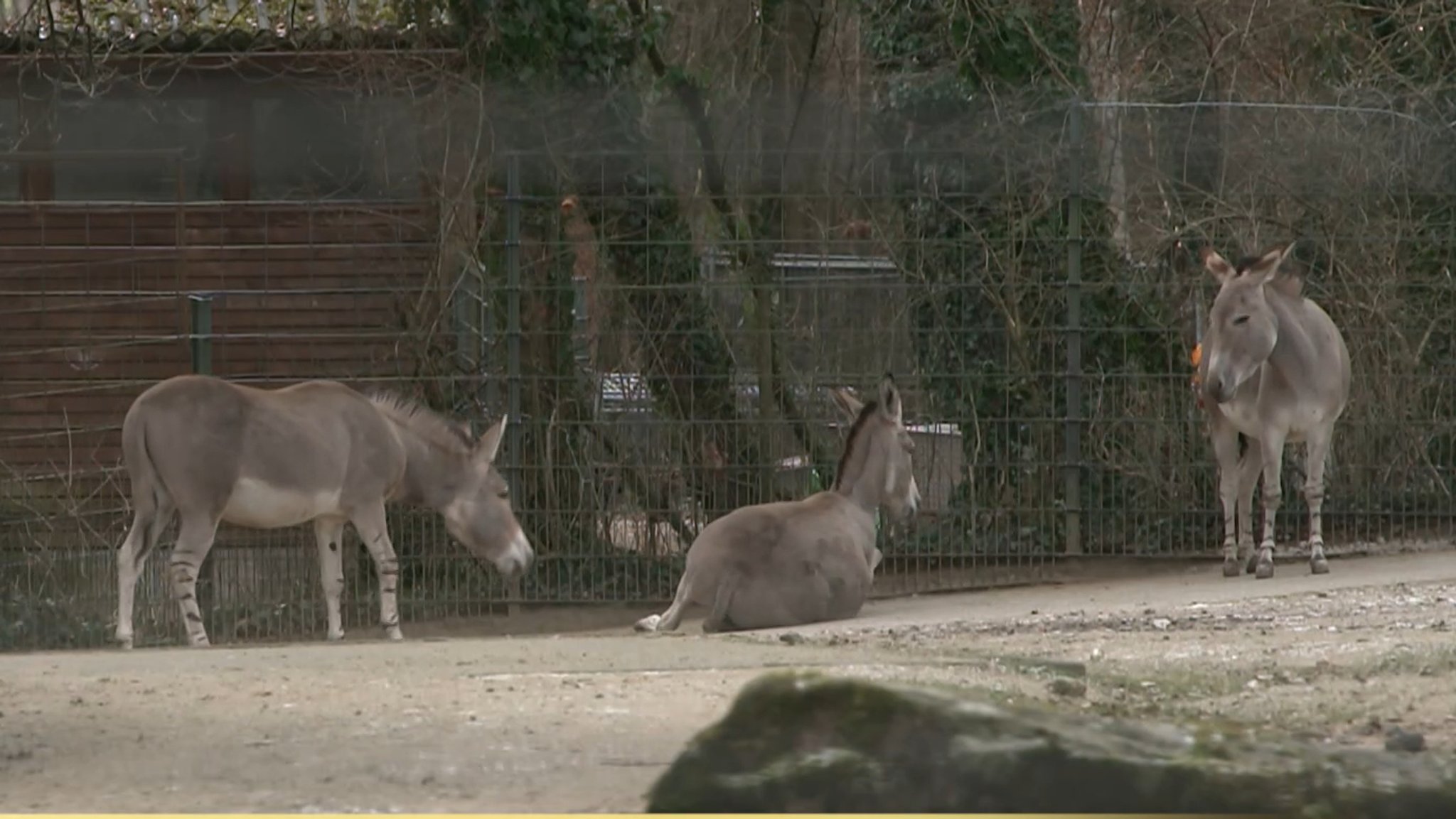 Ein Somali-Wildesel wälzt sich im Freigehege, während zwei andere Esel zuschauen