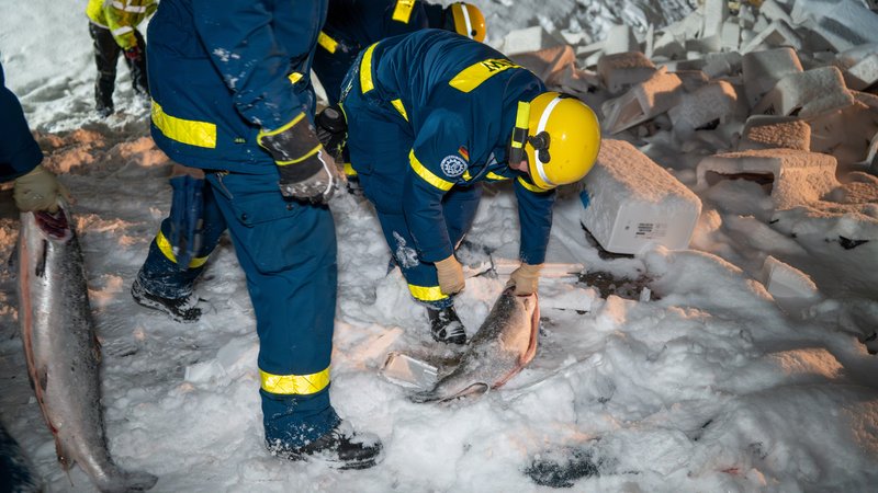 Die Bergungsteams hatten alle Hände voll zu tun, die Fische, die der verunglückte Laster geladen hatte, wieder einzusammeln | Bild: NEWS5 / Lars Haubner Die Bergungsteams hatten alle Hände voll zu tun, die Fische, die der verunglückte Laster geladen hatte, wieder einzusammeln