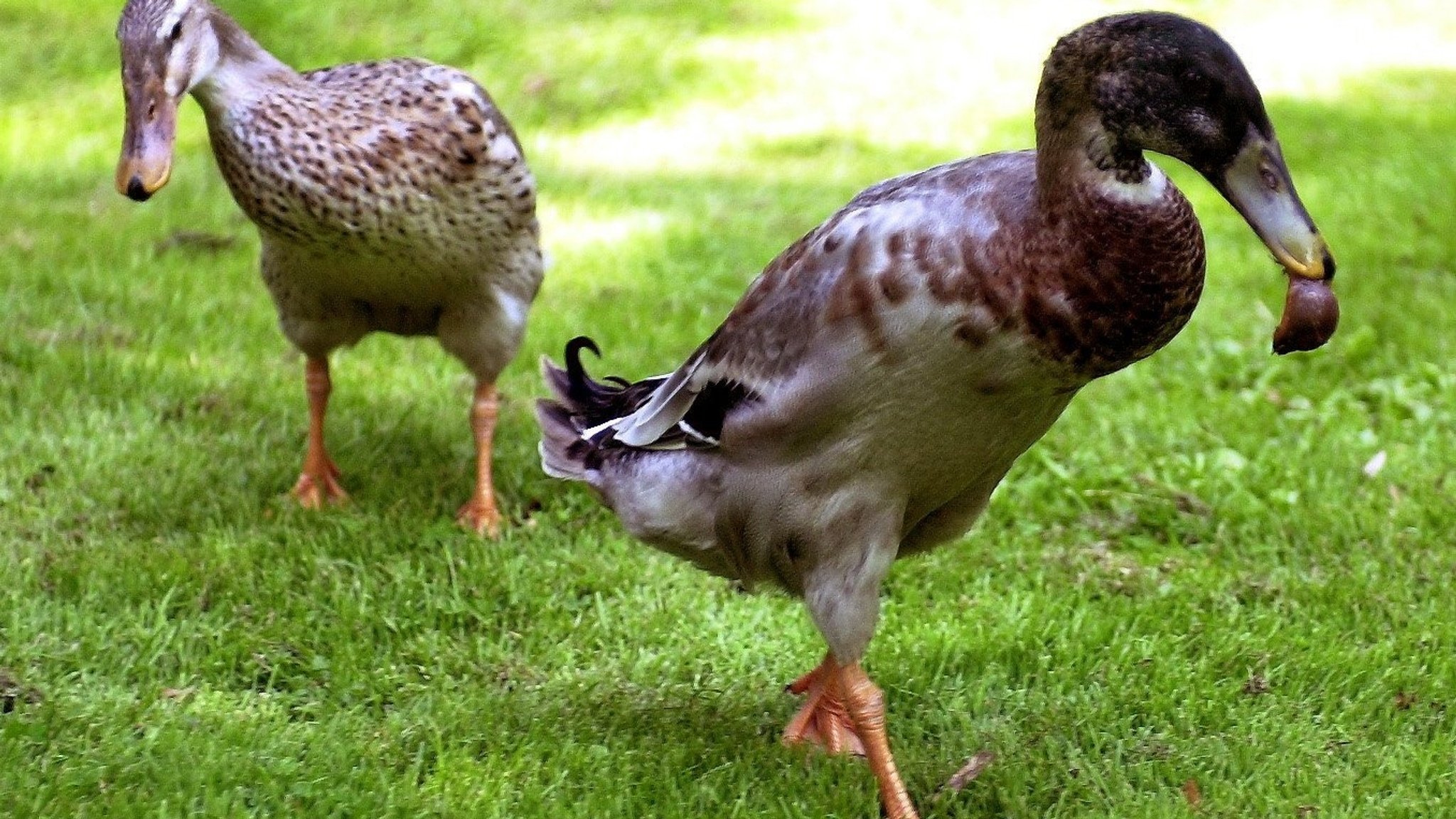 Zwei Laufenten lassen sich Schnecken schmecken