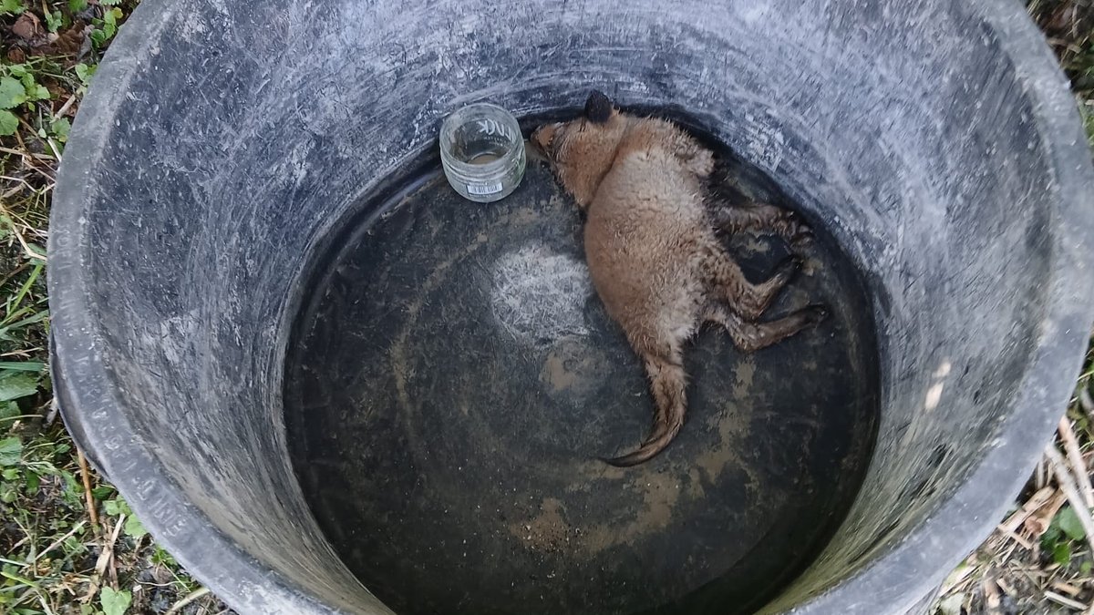 Missglückte Tierrettung: Fuchswelpe tot in Eimer gefunden