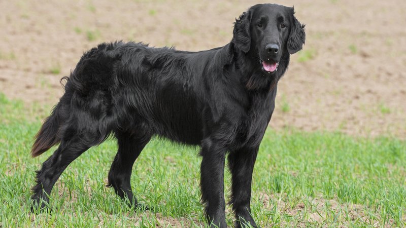 Schwarzer Retriever im Feld | Bild: picture alliance / imageBROKER | alimdi / Arterra Schwarzer Retriever im Feld