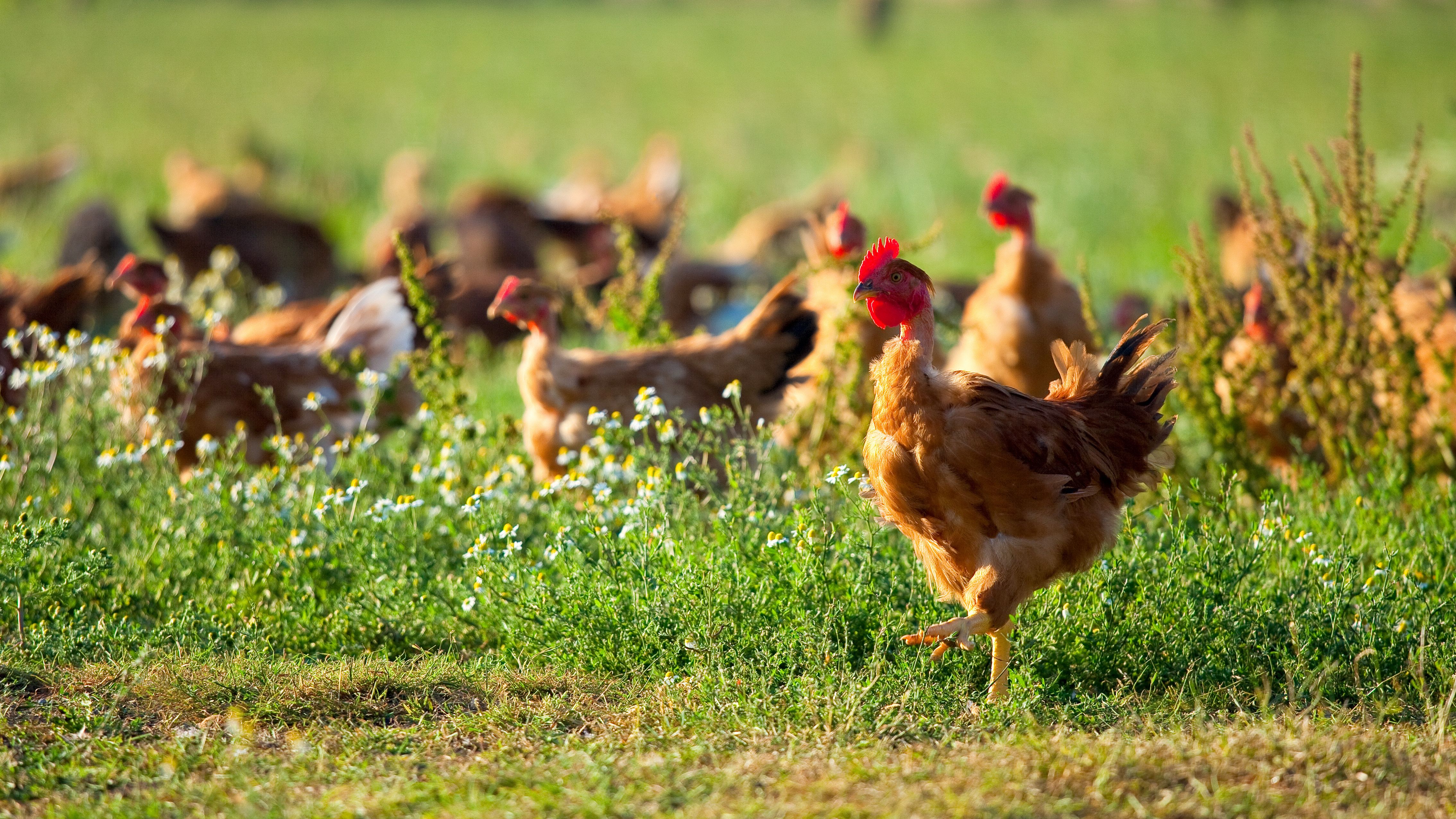 Vogelgrippe Virus H5n8 Erstmals Auf Menschen Ubertragen Br24