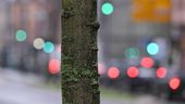 Jährlich sterben viele Stadtbäume an den Folgen der Trockenheit. Damit Straßen, Plätze und Parks grün bleiben, setzen Städte auf digitale Baumbewässerung. | Bild:picture alliance/dpa | Arne Dedert