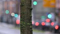 Jährlich sterben viele Stadtbäume an den Folgen der Trockenheit. Damit Straßen, Plätze und Parks grün bleiben, setzen Städte auf digitale Baumbewässerung. | Bild:picture alliance/dpa | Arne Dedert