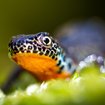 Stille im Froschteich - Warum unsere Lurche verschwinden | Bild: picture alliance / Shotshop | Michael Krüger