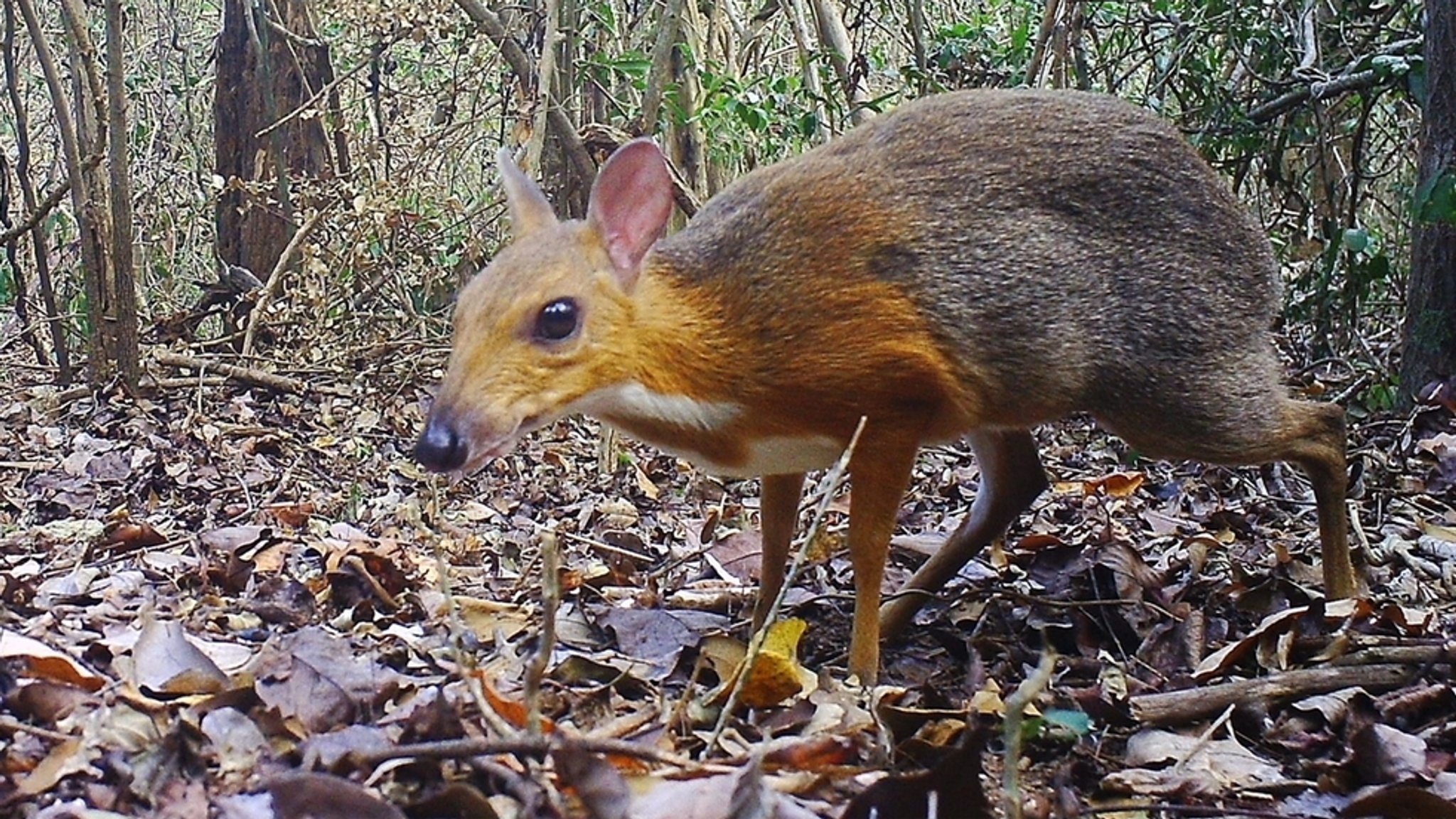 Vietnam-Kantschil im Wald