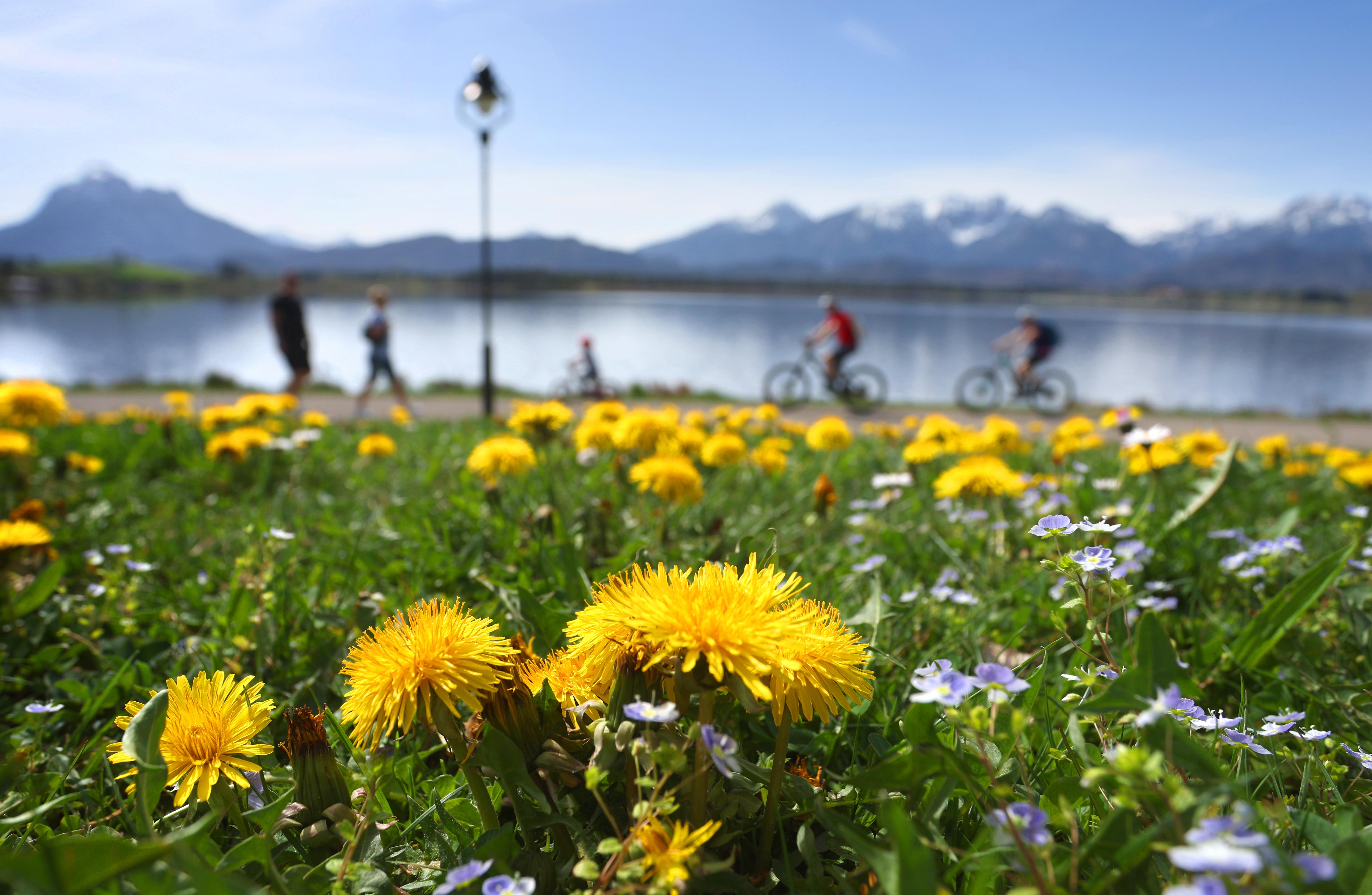 Ausflügler genießen hinter einer Blumenwiese die sommerlichen Temperaturen am Ufer des Hopfensees; Wärmerekord in Bayern: Ist das Wetter oder Klima?