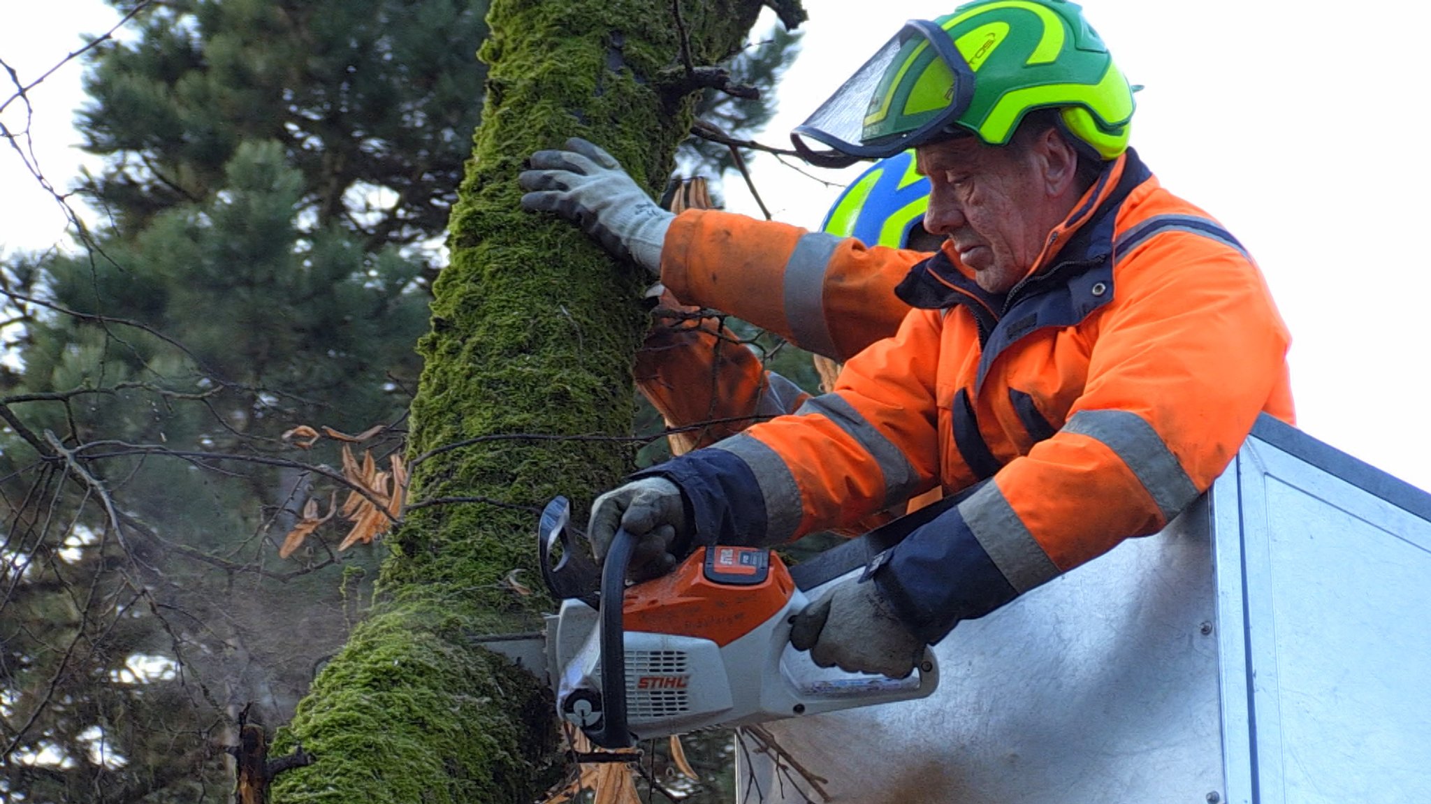 Zwei Männer stehen an einem Baum und sägen einen Ast ab.