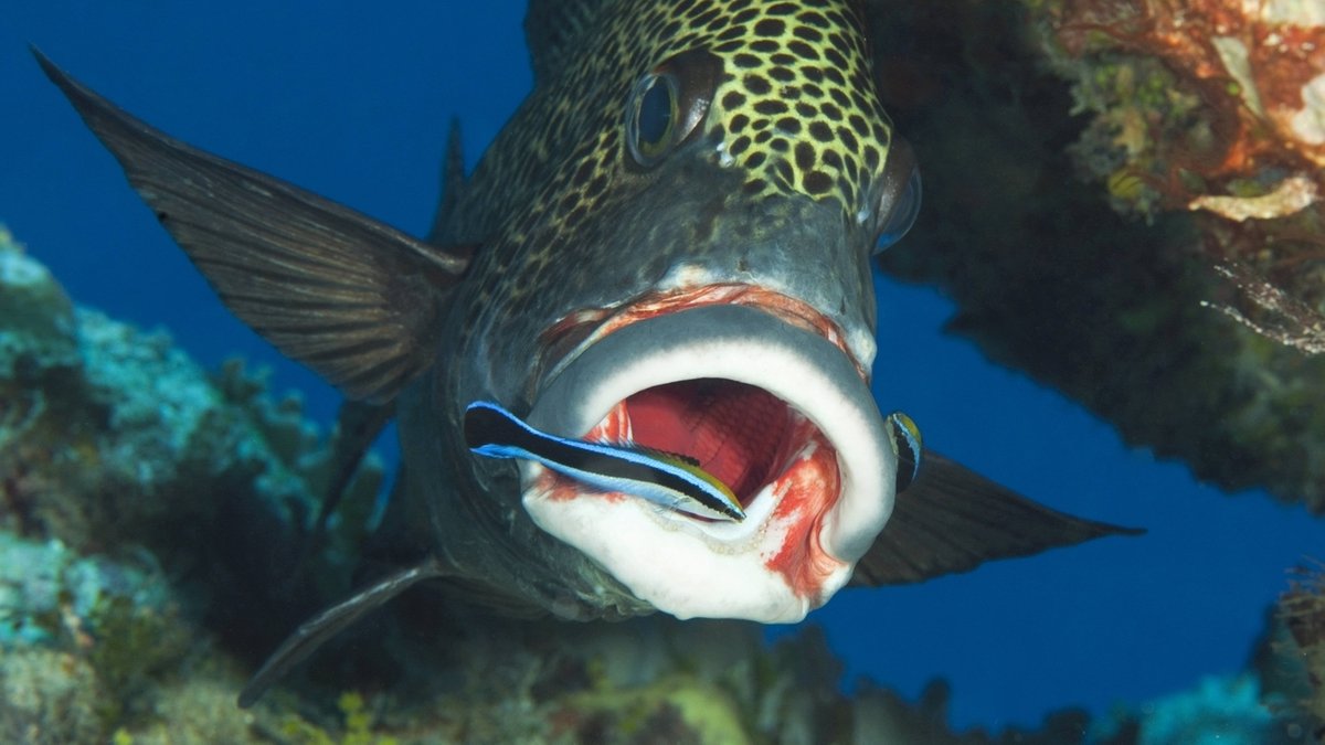 Fische – die unterschätzten Lebewesen