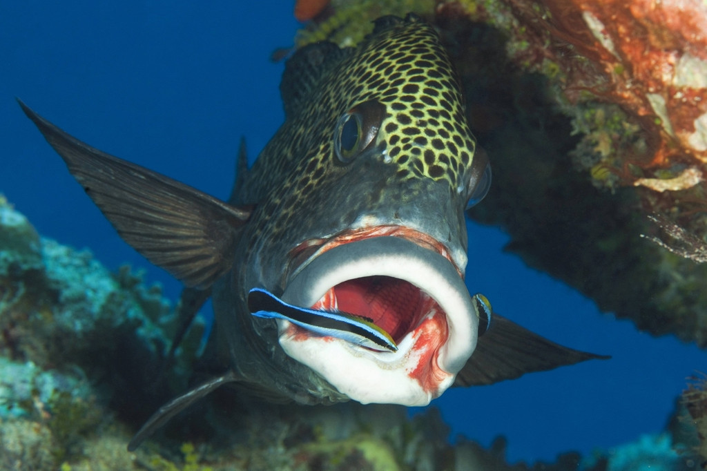 Harlekin-Suesslippe mit Putzerfisch: Zur Kommunikation nutzen Fische auch Berührungen untereinander.