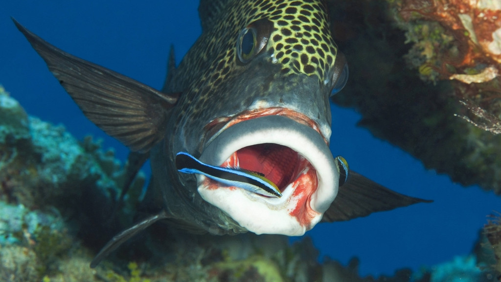 Harlekin-Suesslippe mit Putzerfisch: Zur Kommunikation nutzen Fische auch Berührungen untereinander.