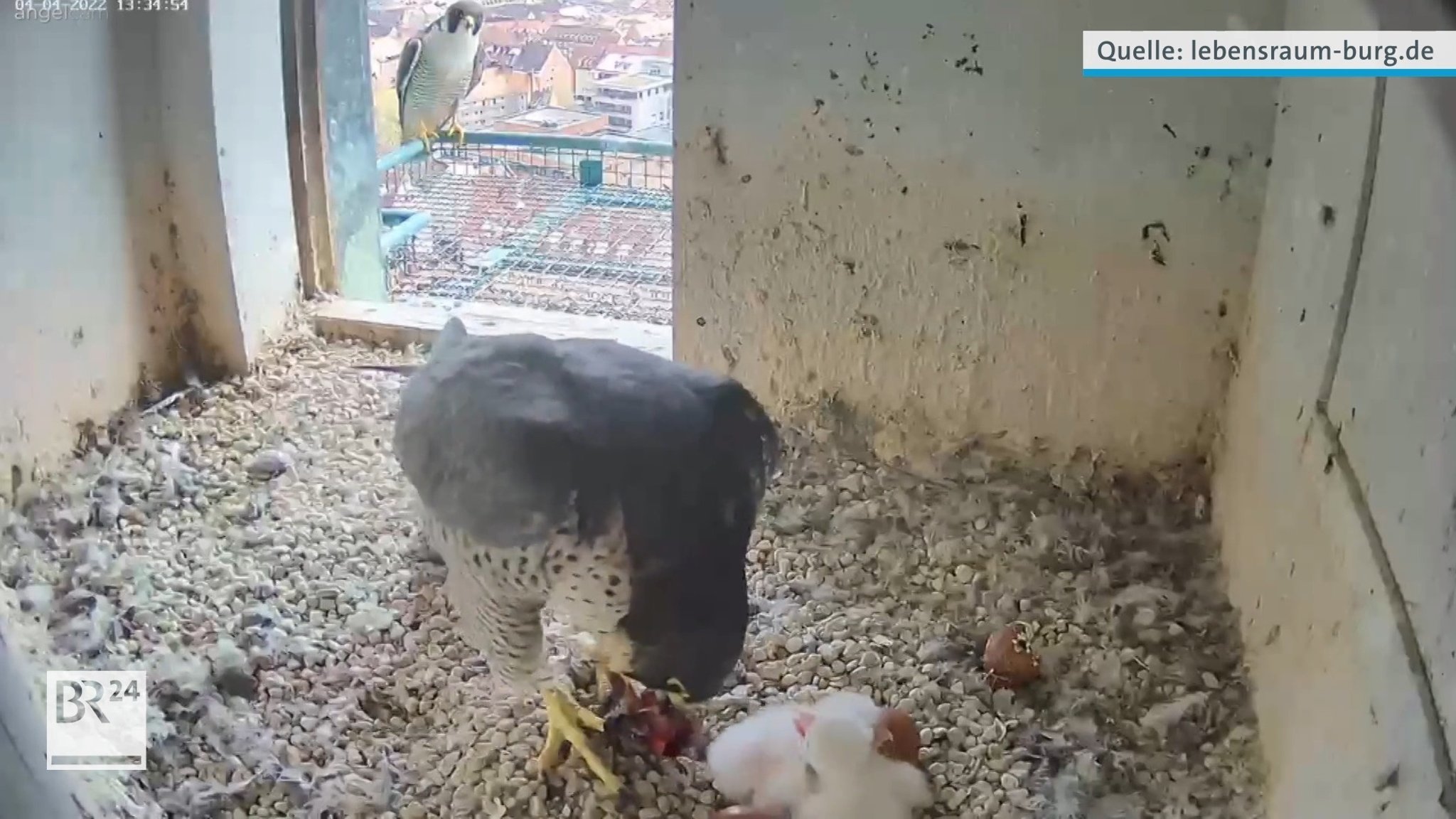 Ein Wanderfalke beugt sich im Nest im Nürnberger Sinwell-Turm über zwei weiße Küken.