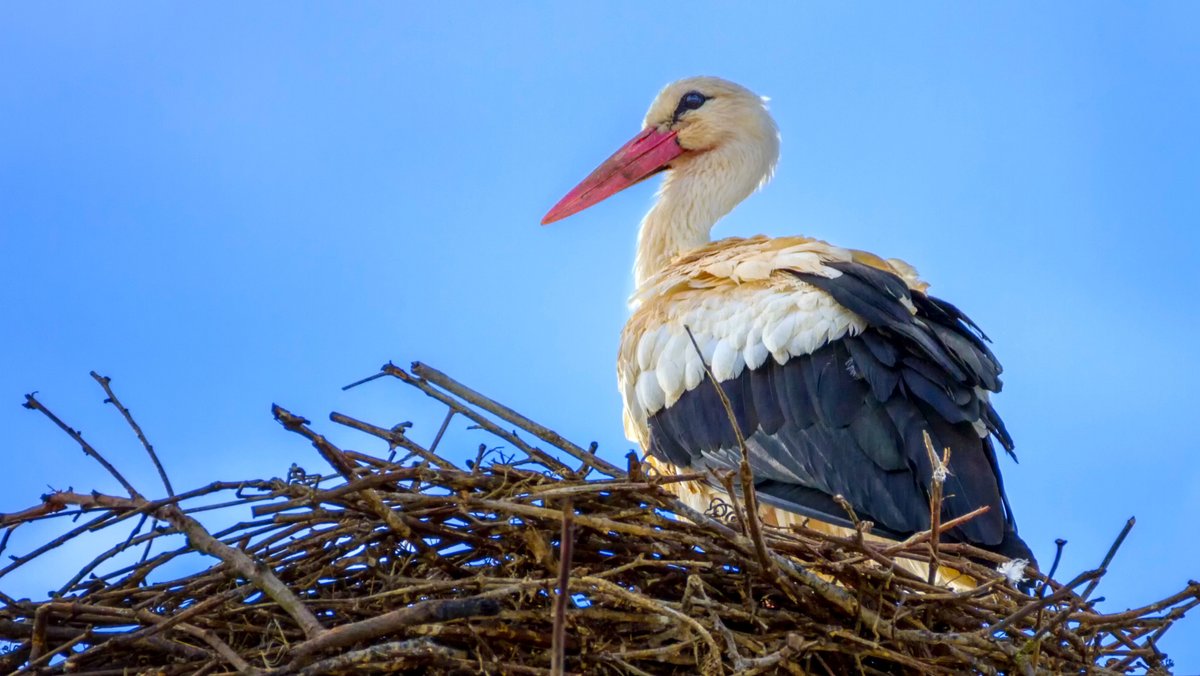 Ein Storch steht in einem Nest. (Symbolbild)
