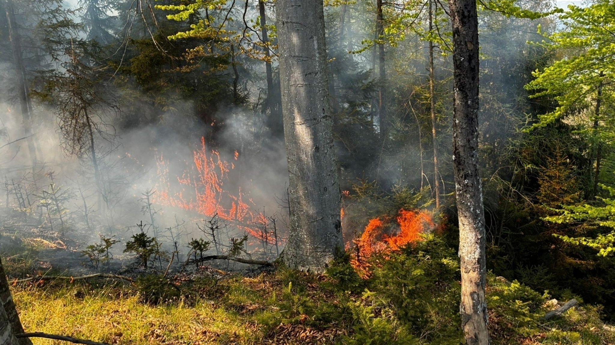 (Symbolbild) Flammen fressen sich durch einen Wald.