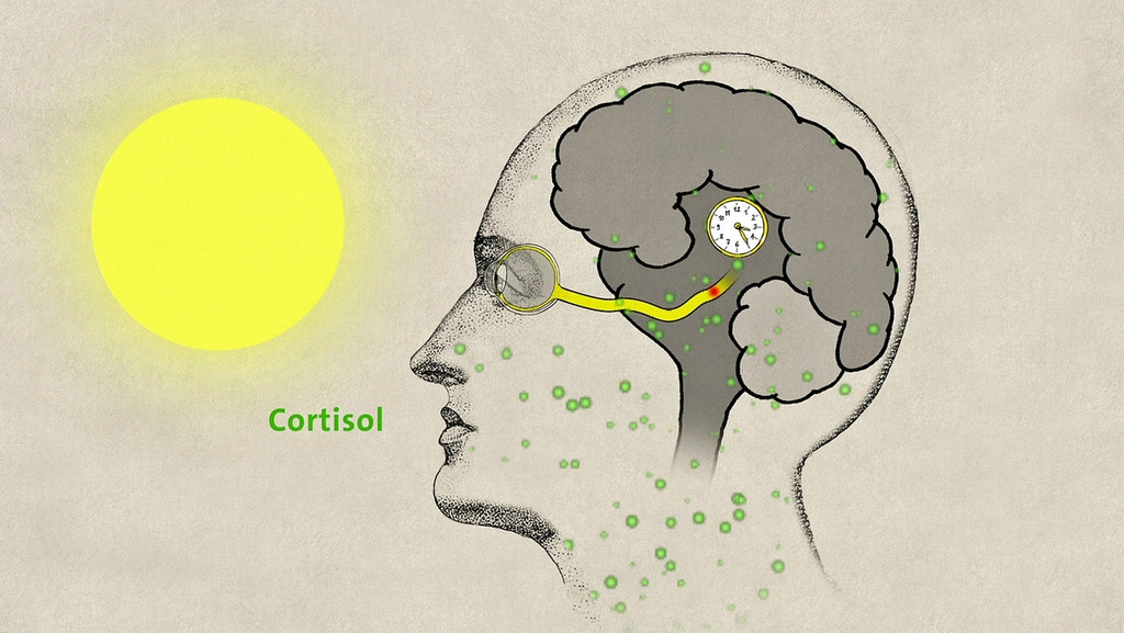 Gezeichneter Kopf mit Blick ins Innere des Gehirns, in dem eine kleine Uhr abgebildet ist.