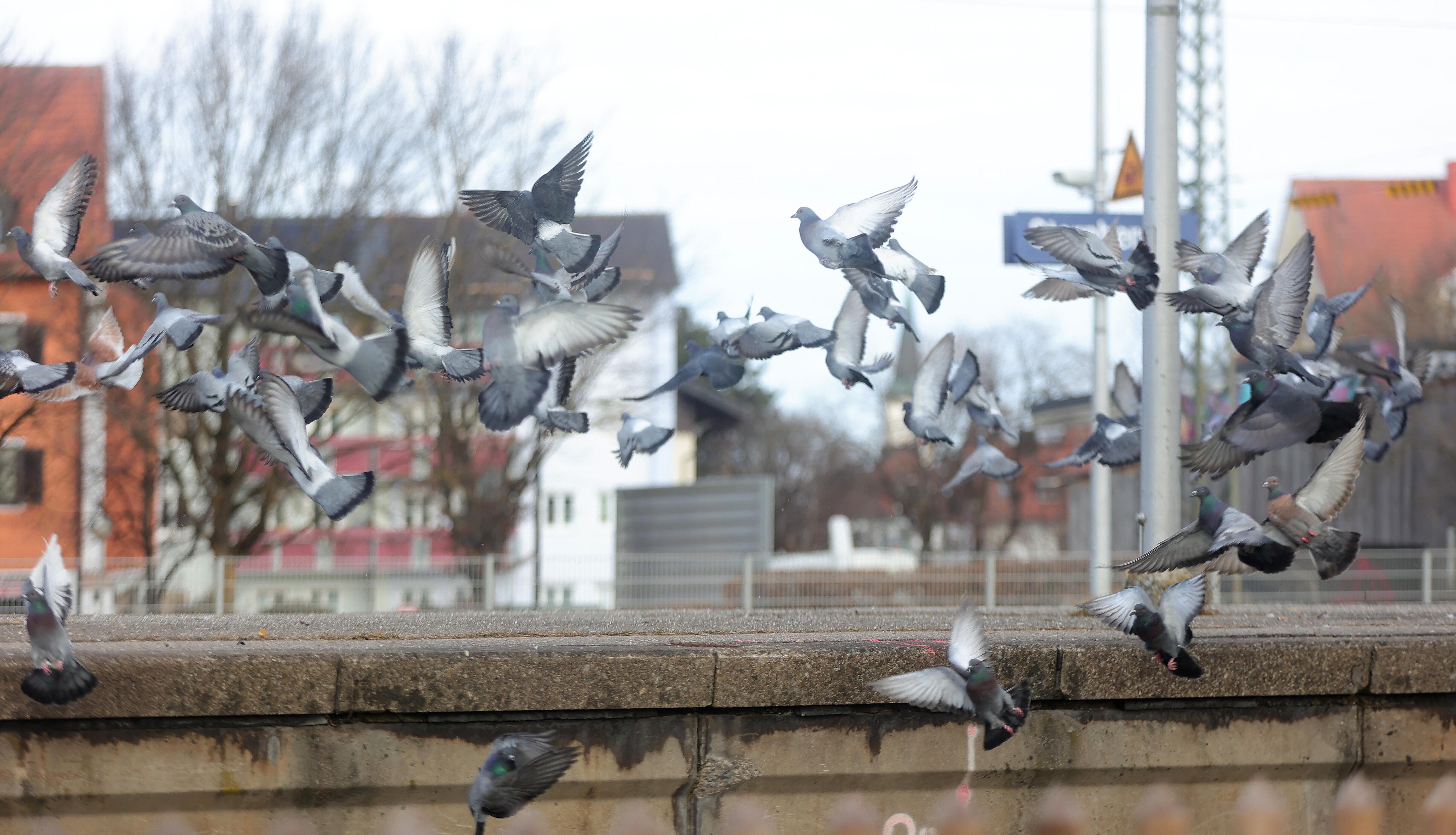 Tauben am Starnberg Bahnhof