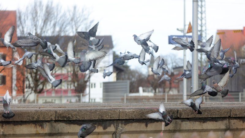 Tauben am Starnberg Bahnhof | Bild: picture alliance | Philippe Ruiz Tauben am Starnberg Bahnhof