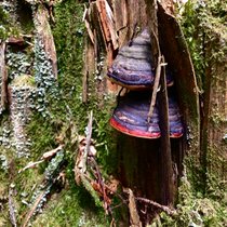 Der Nationalpark Bayerischer Wald | Bild: BR/ Jenny von Sperber