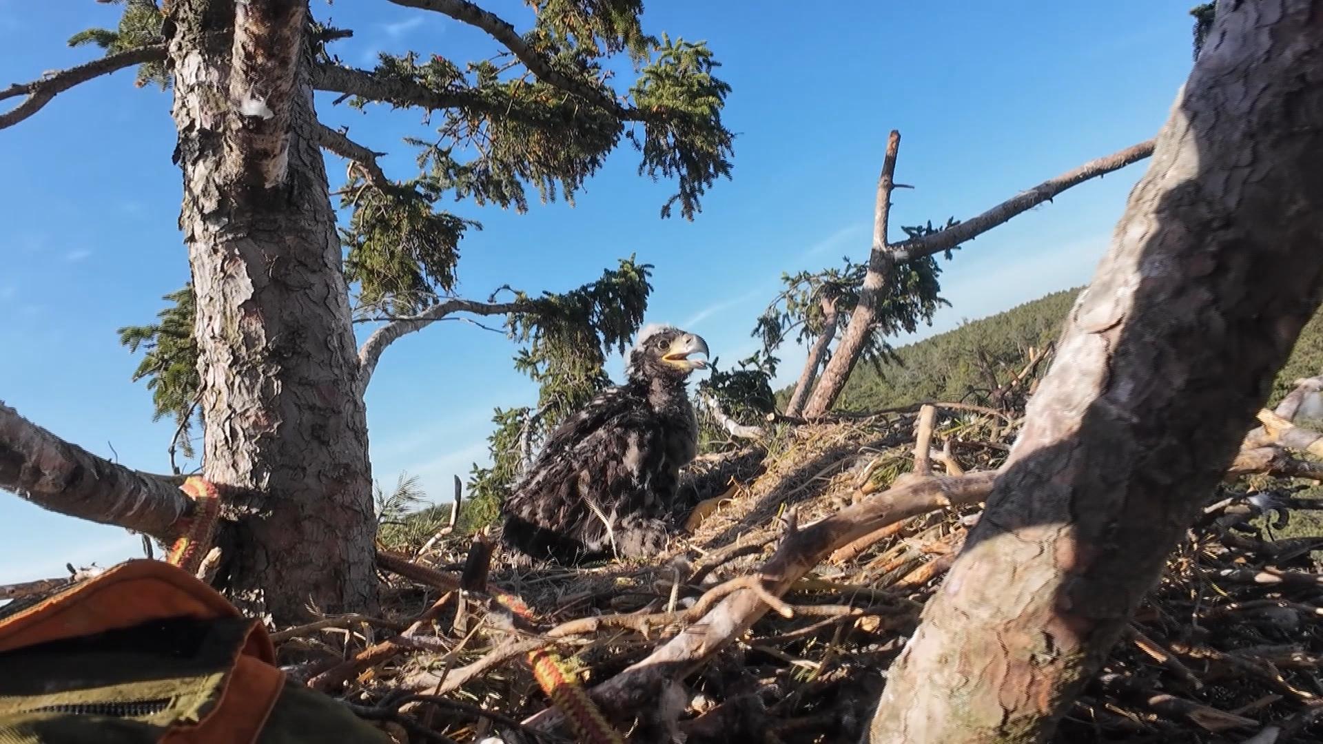 Rare White-tailed Eagle: Offspring in the Aischgrund region
