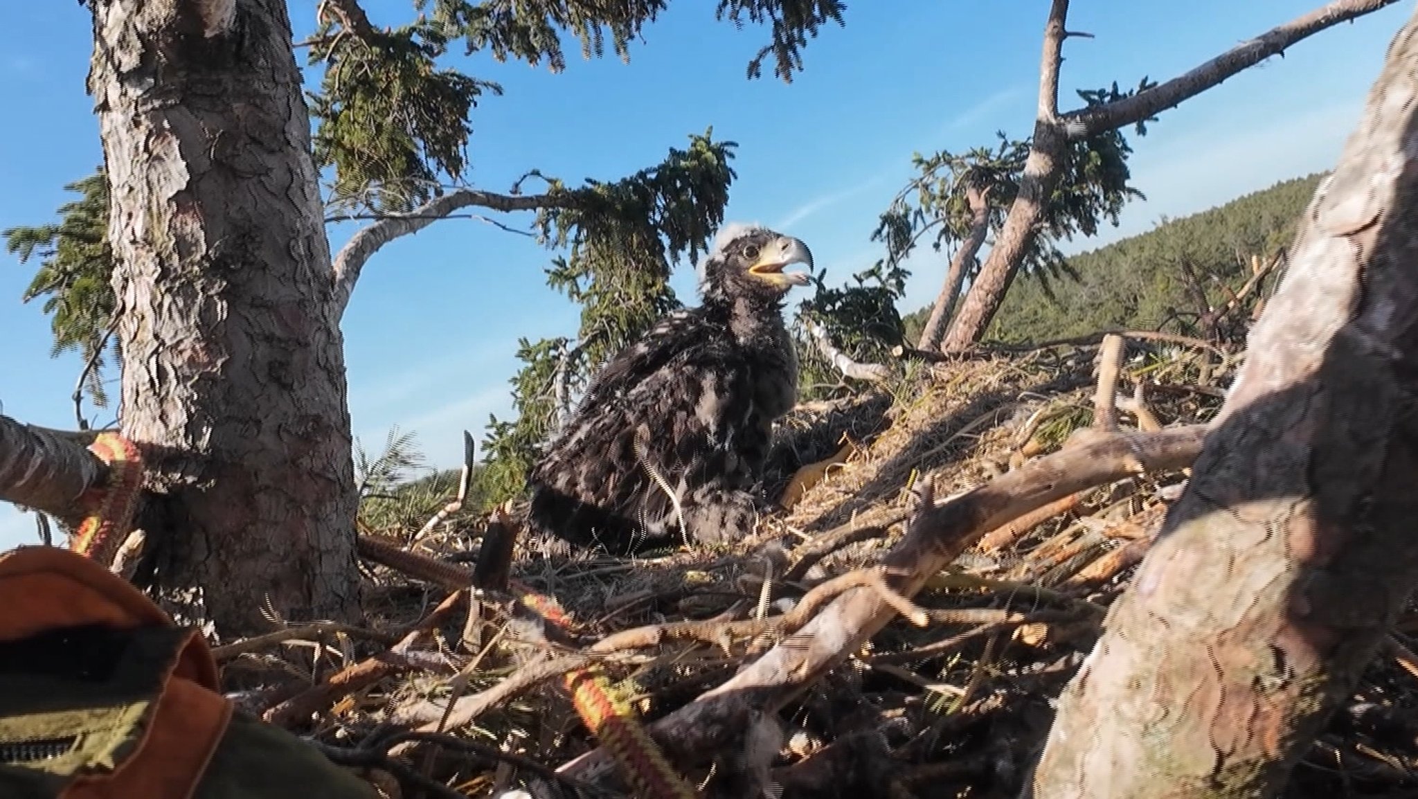 Seeadler-Junges im Horst auf einer 27 Meter hohen Fichte | Bild: BR Seeadler-Junges im Horst auf einer 27 Meter hohen Fichte