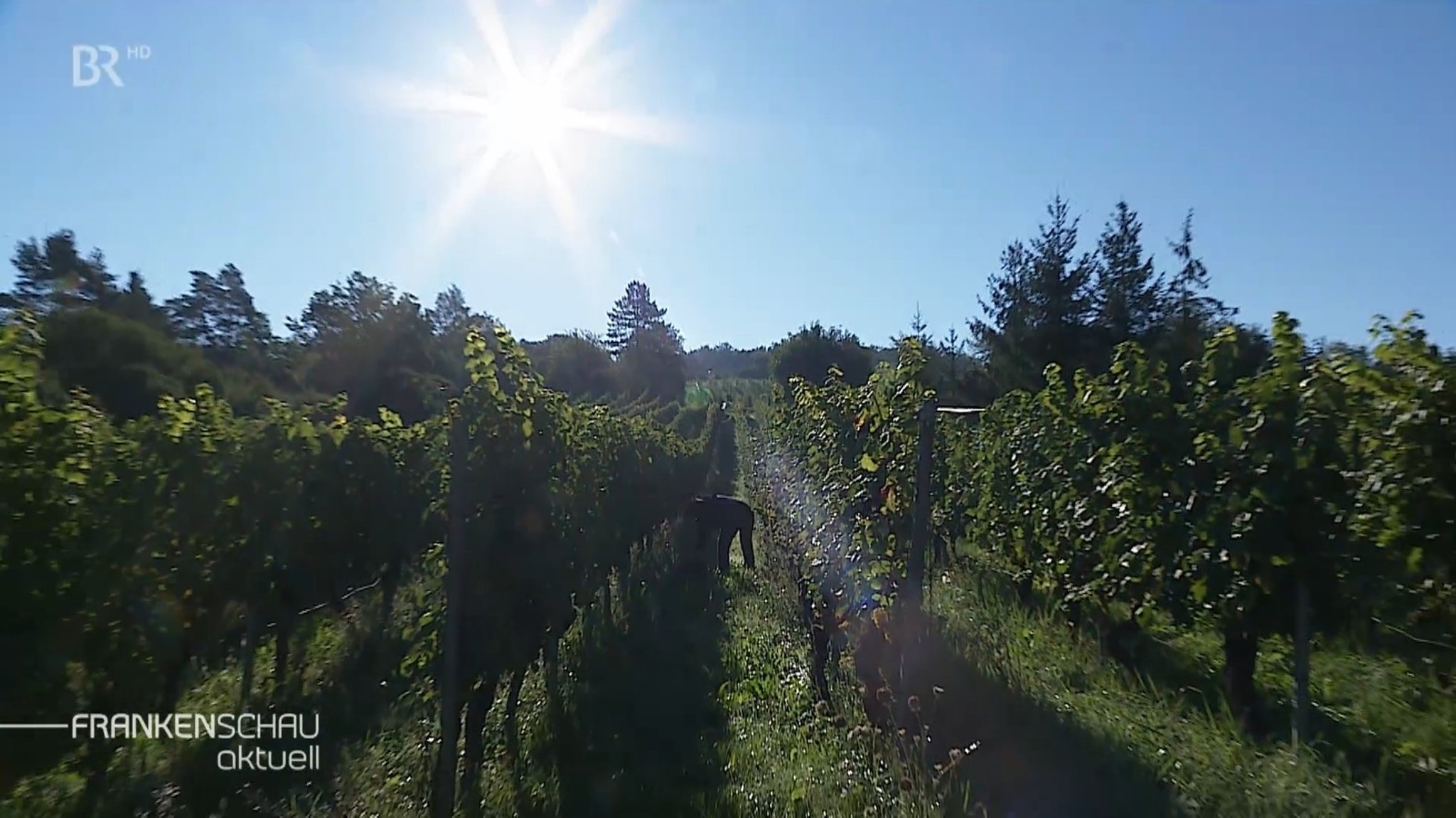 Sonne strahlt über den Weinbergen