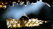 Bienen arbeiten auf Waben | Bild:Sebastian Gollnow/dpa