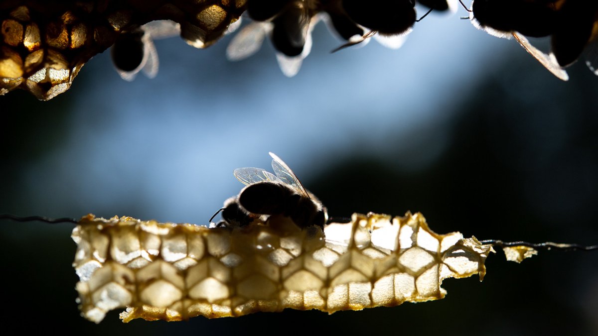 Bienen arbeiten auf Waben