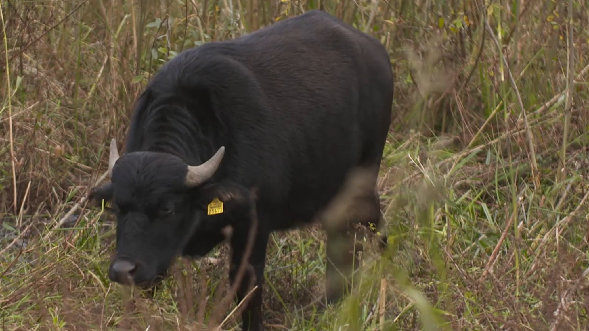 Ein asiatischer Wasserbüffel steht auf einem Feld.