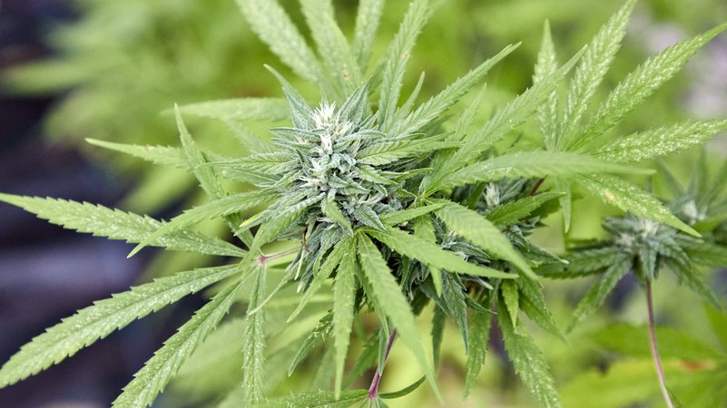 Eine Cannabis-Pflanze in einem Gewächshaus