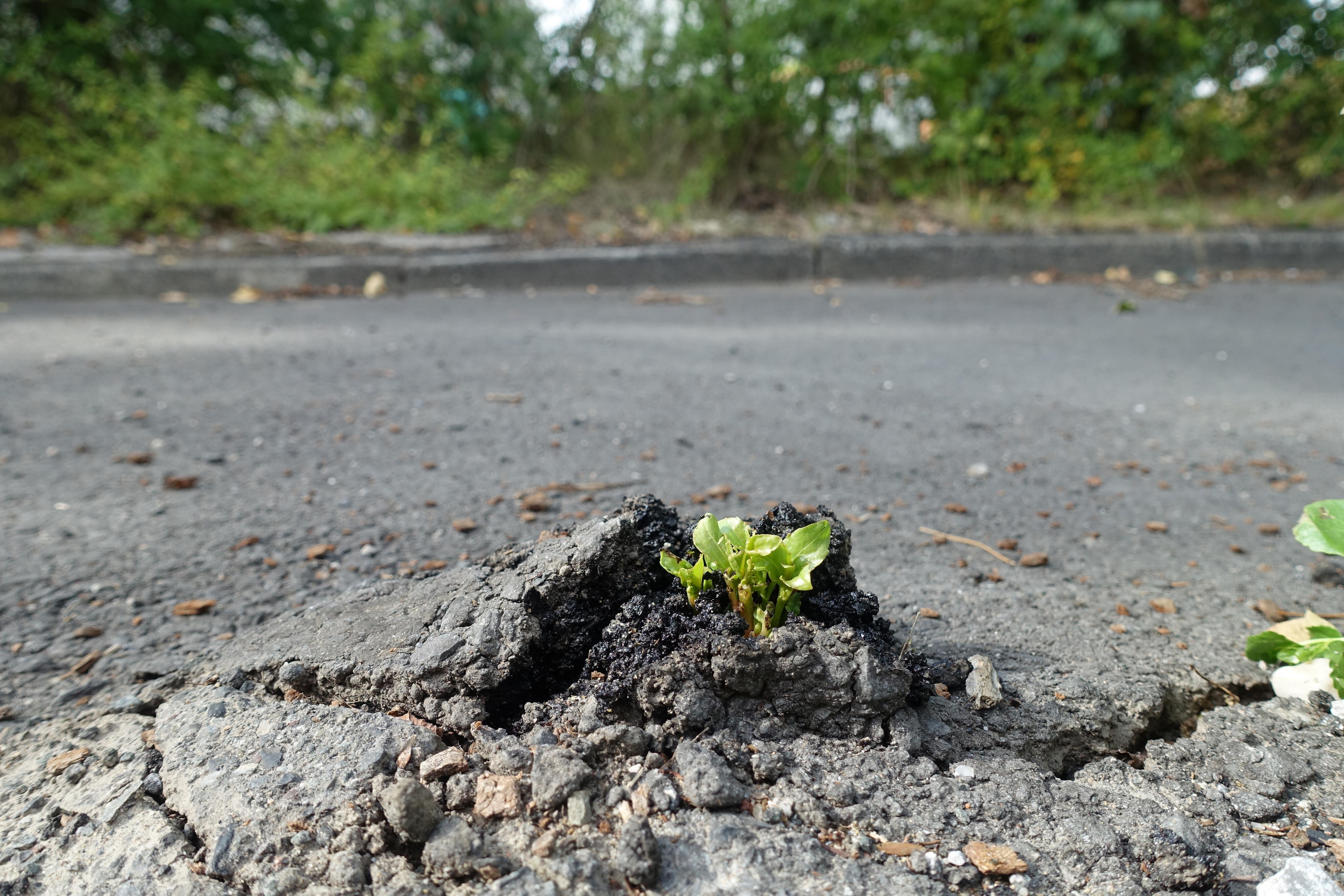 (Symbolbild) Zu sehen ist ein Schlagloch in einer Straße mit einem jungen Pappeltrieb, der darin wächst.
