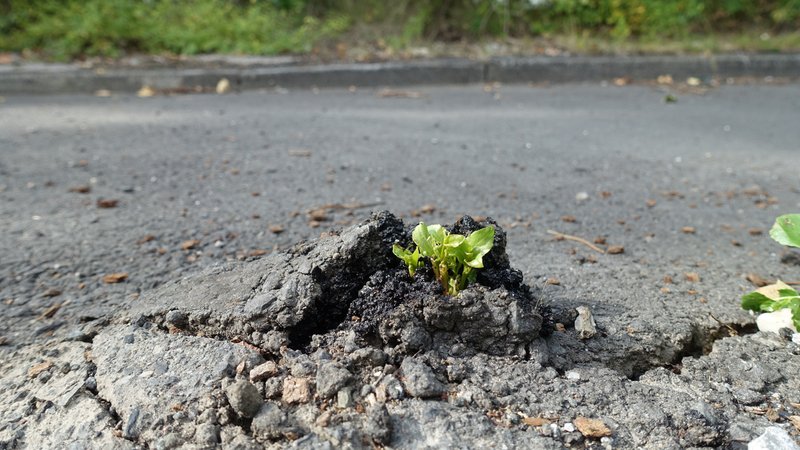 (Symbolbild) Zu sehen ist ein Schlagloch in einer Straße mit einem jungen Pappeltrieb, der darin wächst. | Bild: picture alliance/blickwinkel/Maehrmann (Symbolbild) Zu sehen ist ein Schlagloch in einer Straße mit einem jungen Pappeltrieb, der darin wächst.